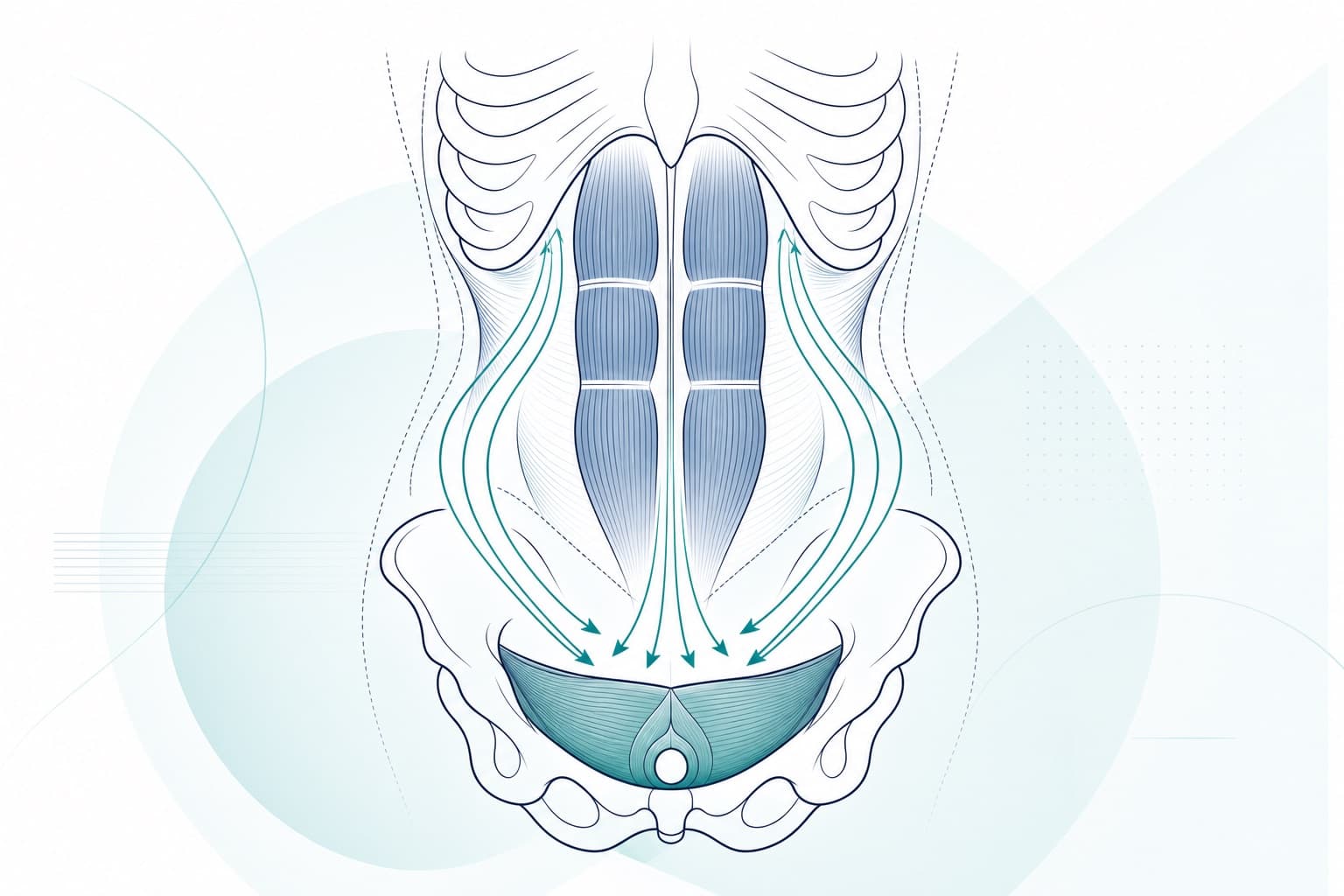 Illustrazione schematica: Diastasi e pavimento pelvico: perché può essere utile valutarli insieme